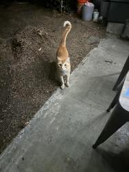 Found/Stray Unknown Cat last seen Glisan Fred Meyer, Portland, OR 97213