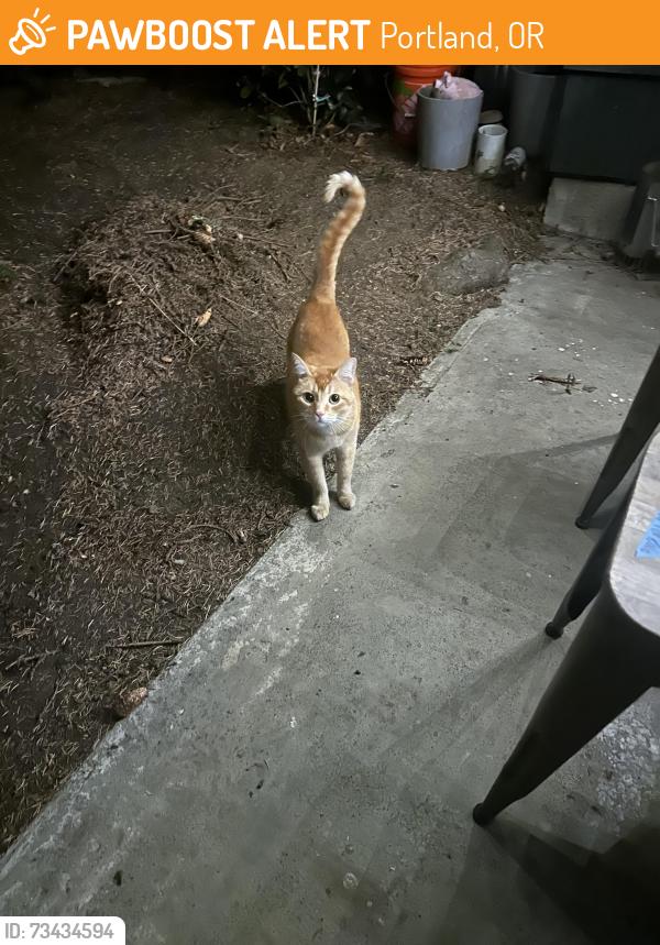 Found/Stray Unknown Cat last seen Glisan Fred Meyer, Portland, OR 97213