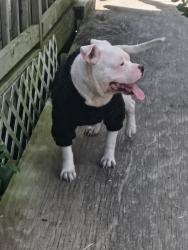 Found/Stray Male Dog last seen FM 2101, Quinlan, TX 75474