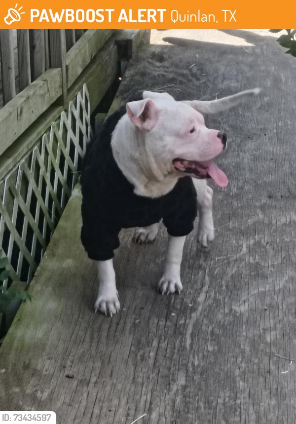 Found/Stray Male Dog last seen FM 2101, Quinlan, TX 75474
