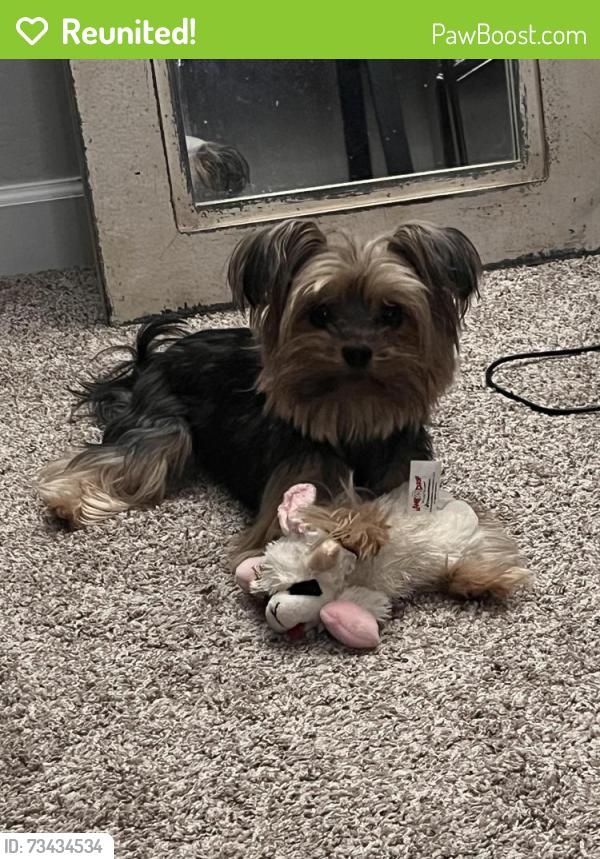 Reunited Female Dog last seen Near S 190th Dr, Buckeye, AZ 85326