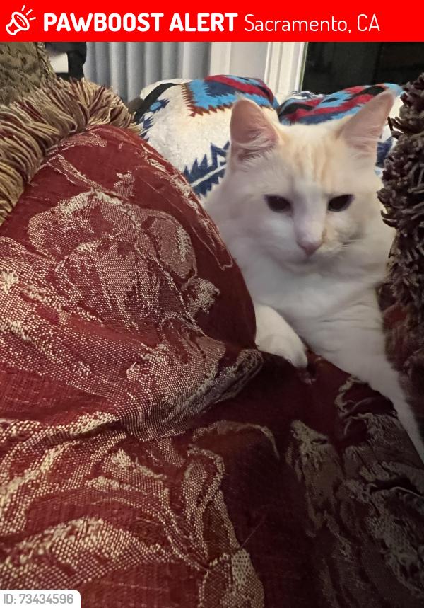Lost Male Cat last seen Loreto way and Carissa way, Sacramento, CA 95821