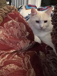 Lost Male Cat last seen Loreto way and Carissa way, Sacramento, CA 95821