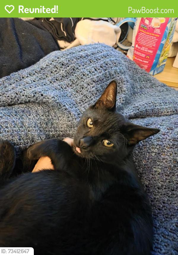 Reunited Male Cat last seen Holland Rd & Caraway Spice, Riverview, FL 33578