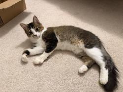 Found/Stray Unknown Cat last seen Payne rd, Lexington, NC 27295