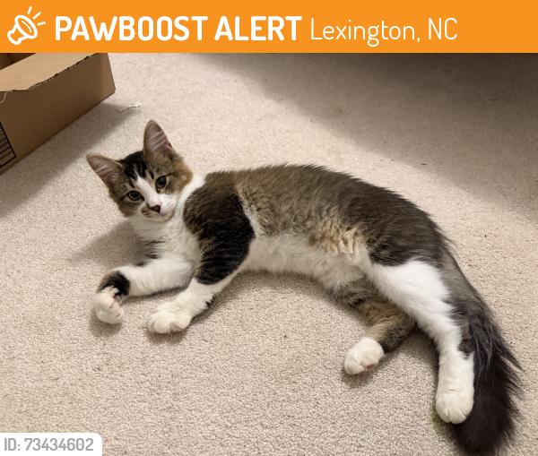 Found/Stray Unknown Cat last seen Payne rd, Lexington, NC 27295
