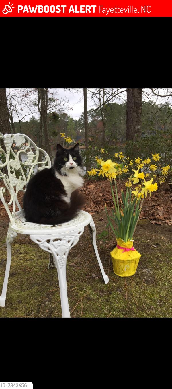 Lost Female Cat last seen Near Fairfield Road Fayetteville NC, Fayetteville, NC 28303