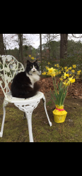 Lost Female Cat last seen Near Fairfield Road Fayetteville NC, Fayetteville, NC 28303