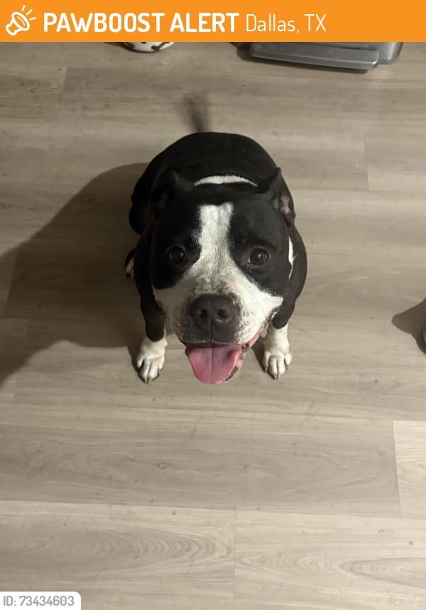 Found/Stray Female Dog last seen Kaywood and, Dallas, TX 75209