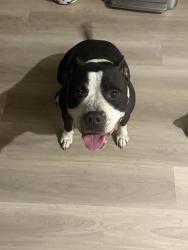 Found/Stray Female Dog last seen Kaywood and, Dallas, TX 75209