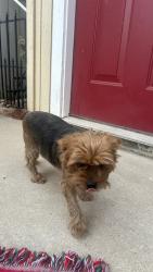 Reunited Female Dog last seen Moore Road, in the road, by a hse on the corner., Ceres, CA 95307