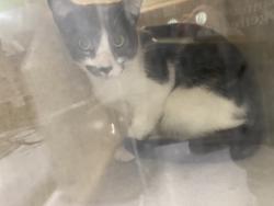 Shelter Stray Unknown Cat last seen , 1850 W 60th St, Los Angeles, CA 90047, USA