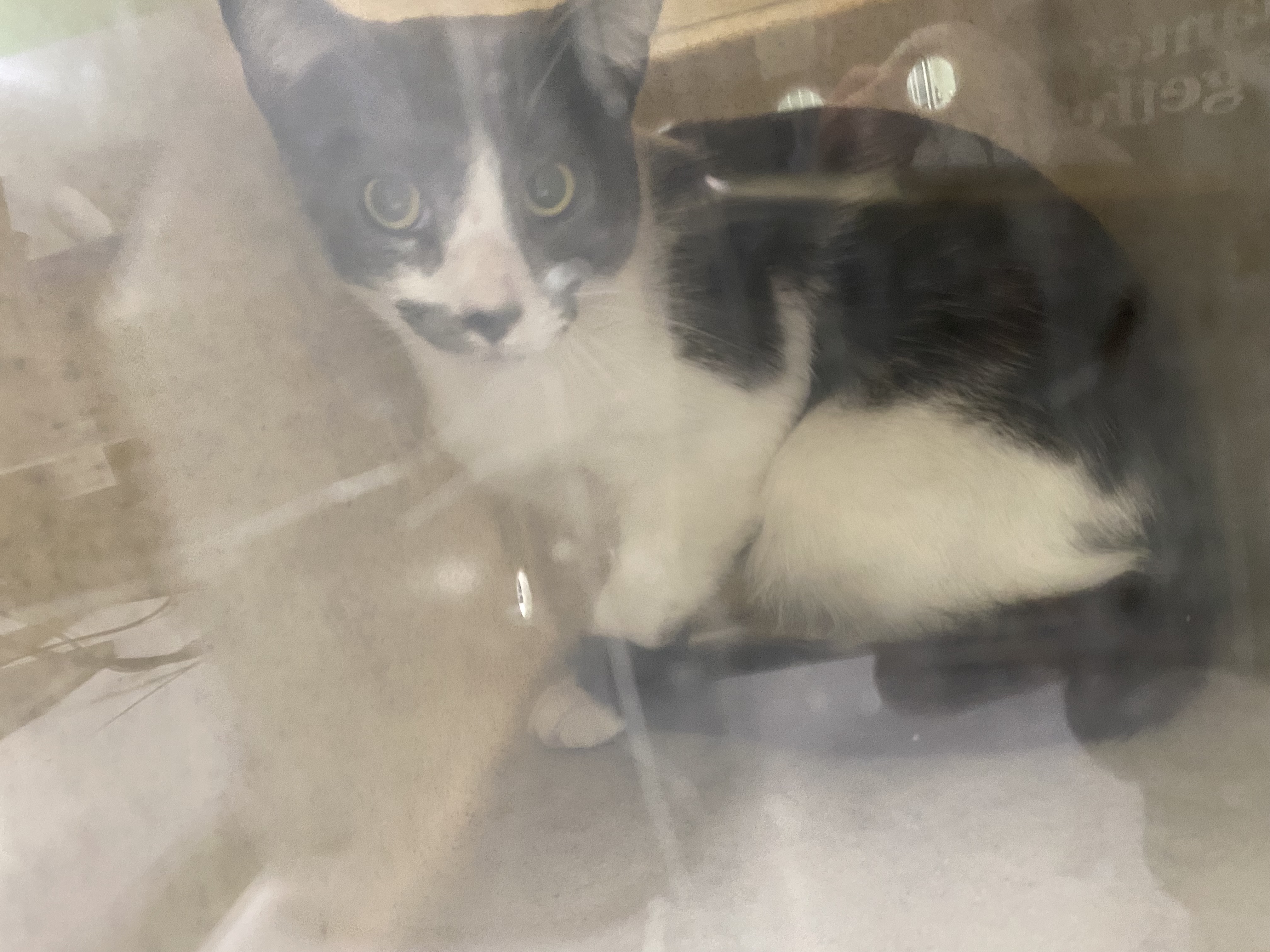 Shelter Stray Unknown Cat last seen , 1850 W 60th St, Los Angeles, CA 90047, USA