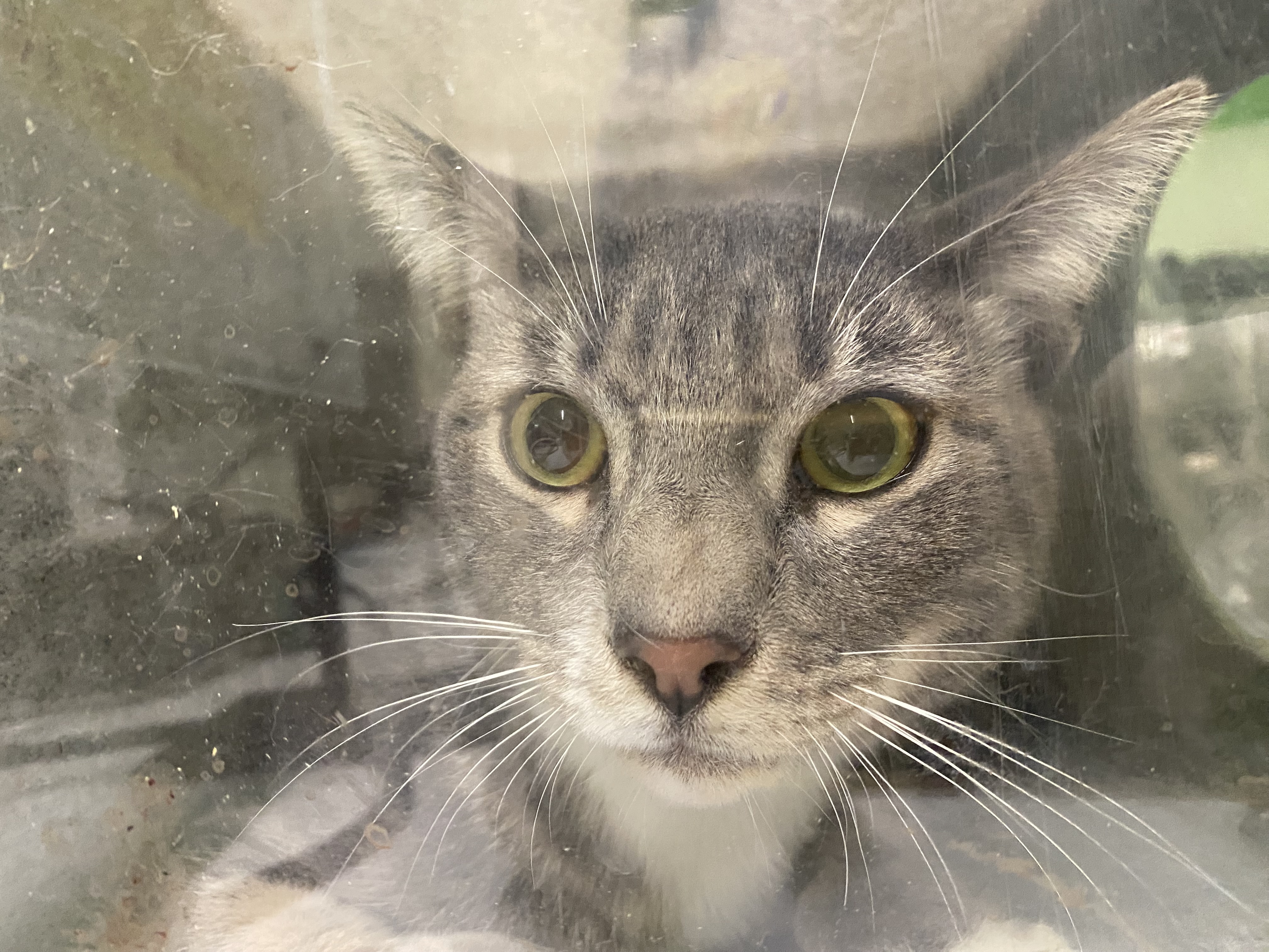 Shelter Stray Unknown Cat last seen , 1850 W 60th St, Los Angeles, CA 90047, USA