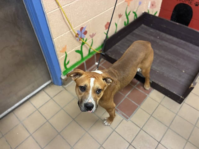 Shelter Stray Male Dog last seen , 31044 Charlie Canyon Rd, Castaic, CA 91384, USA