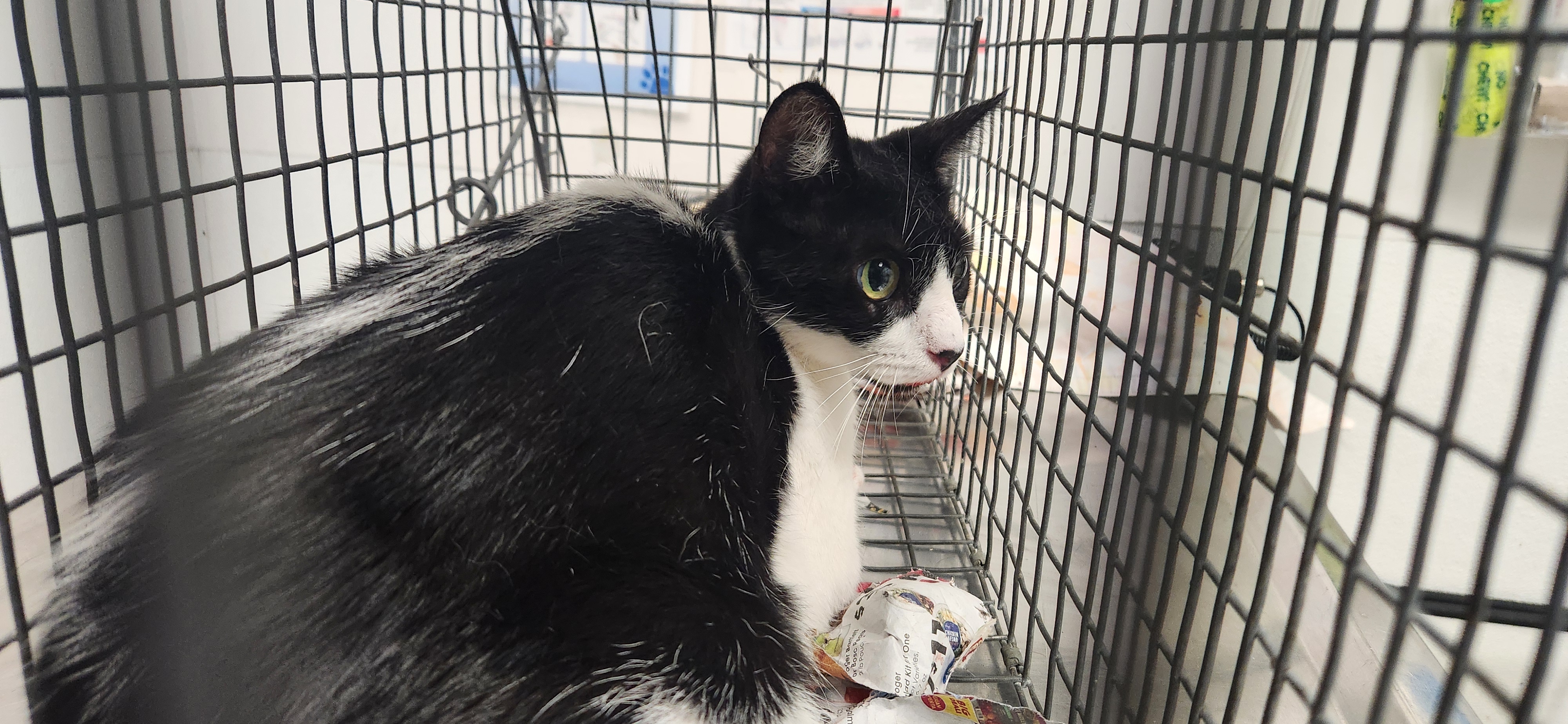 Shelter Stray Unknown Cat last seen , 11361 W Pico Blvd, Los Angeles, CA 90064, USA