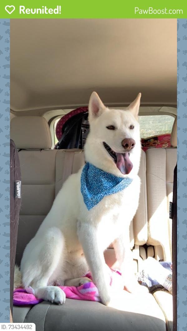 Reunited Male Dog last seen Sun valley view new builds, Mesa, AZ 85207