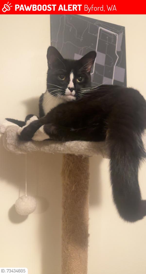 Lost Male Cat last seen Byford primary school, Byford, WA 6122