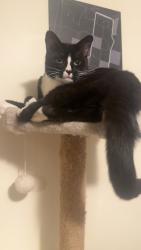 Lost Male Cat last seen Byford primary school, Byford, WA 6122
