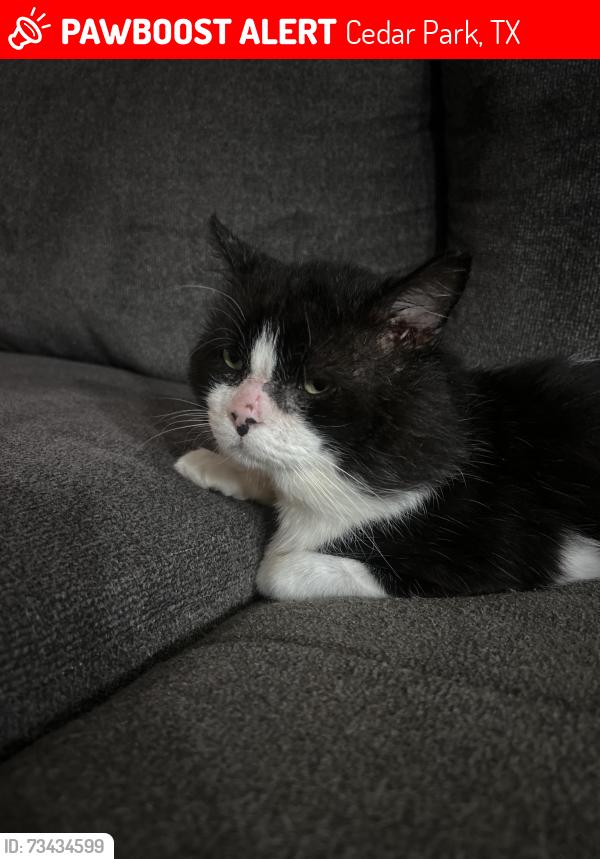 Lost Male Cat last seen The allure apmt building 11. Vista ridge road, Cedar Park, TX 78613