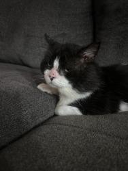 Lost Male Cat last seen The allure apmt building 11. Vista ridge road, Cedar Park, TX 78613