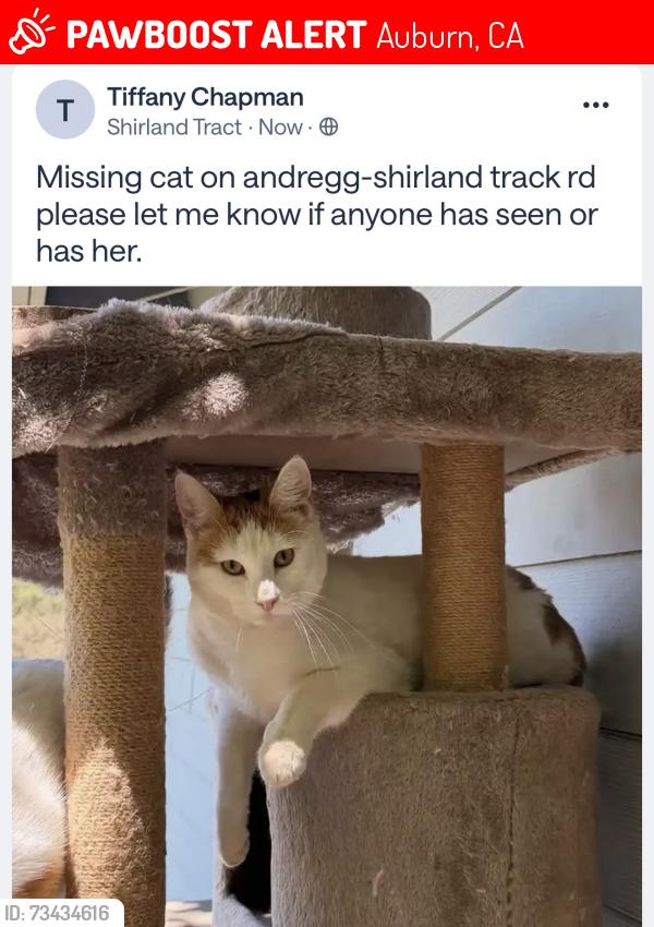 Lost Female Cat last seen Shirland track, Auburn, CA 95603