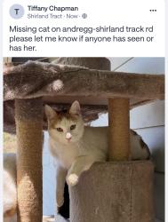 Lost Female Cat last seen Shirland track, Auburn, CA 95603