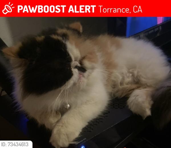 Lost Female Cat last seen Harvard and 224st, Torrance, CA 90501