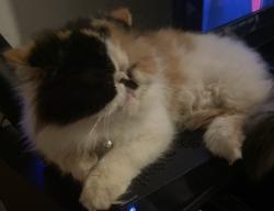 Lost Female Cat last seen Harvard and 224st, Torrance, CA 90501