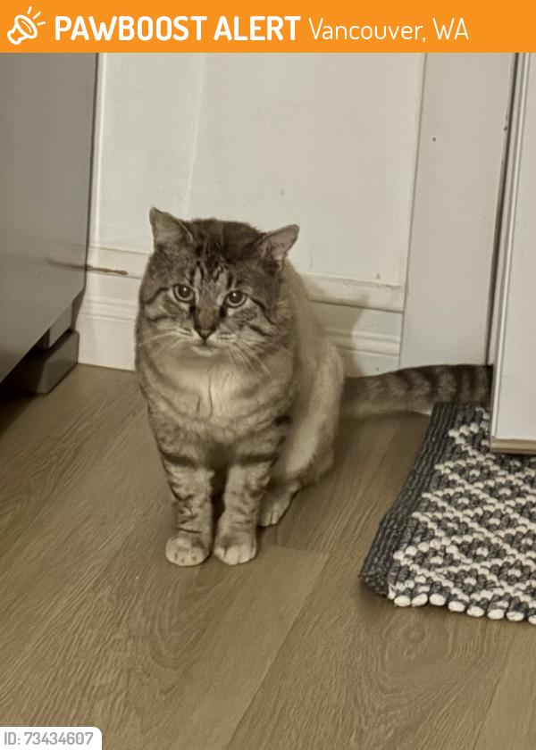 Found/Stray Unknown Cat last seen Ellsworth Elementary school, Vancouver, WA 98664