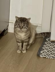 Found/Stray Unknown Cat last seen Ellsworth Elementary school, Vancouver, WA 98664