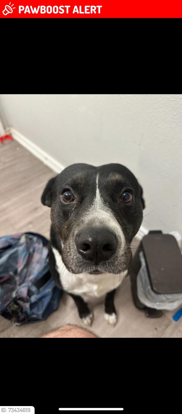 Lost Male Dog last seen glen view dr, North Richland Hills, TX 76180
