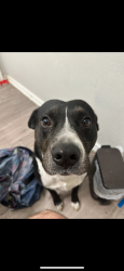 Lost Male Dog last seen glen view dr, North Richland Hills, TX 76180