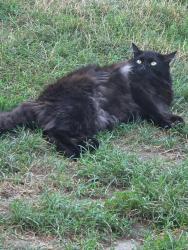 Lost Male Cat last seen King st in Franklin Indiana at the gas station circle k off tge Franklin exit by 65 south, Franklin, IN 46131