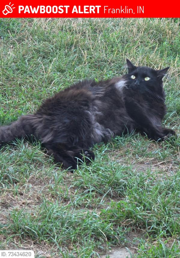 Lost Male Cat last seen King st in Franklin Indiana at the gas station circle k off tge Franklin exit by 65 south, Franklin, IN 46131