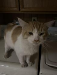 Found/Stray Male Cat last seen Cabana/Twain, Sunrise Manor, NV 89122