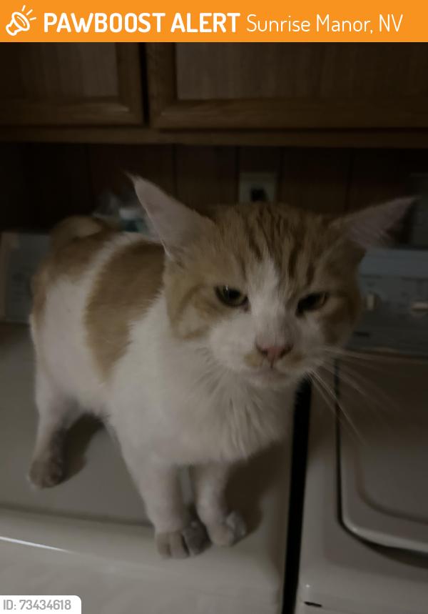 Found/Stray Male Cat last seen Cabana/Twain, Sunrise Manor, NV 89122