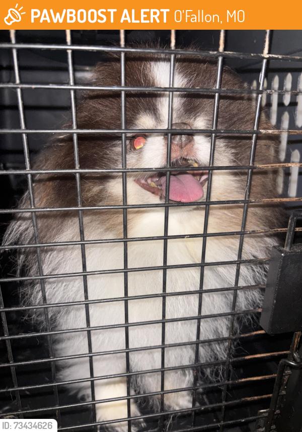 Found/Stray Unknown Dog last seen Spring hurst apmt, O'Fallon, MO 63368