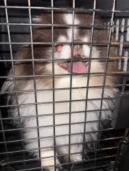 Found/Stray Unknown Dog last seen Spring hurst apmt, O'Fallon, MO 63368