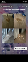 Lost Male Cat last seen W James and other near streets, Greer, SC 29650