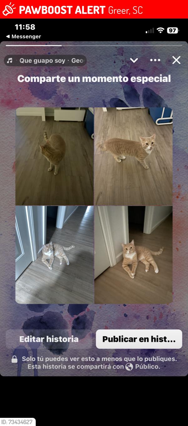 Lost Male Cat last seen W James and other near streets, Greer, SC 29650