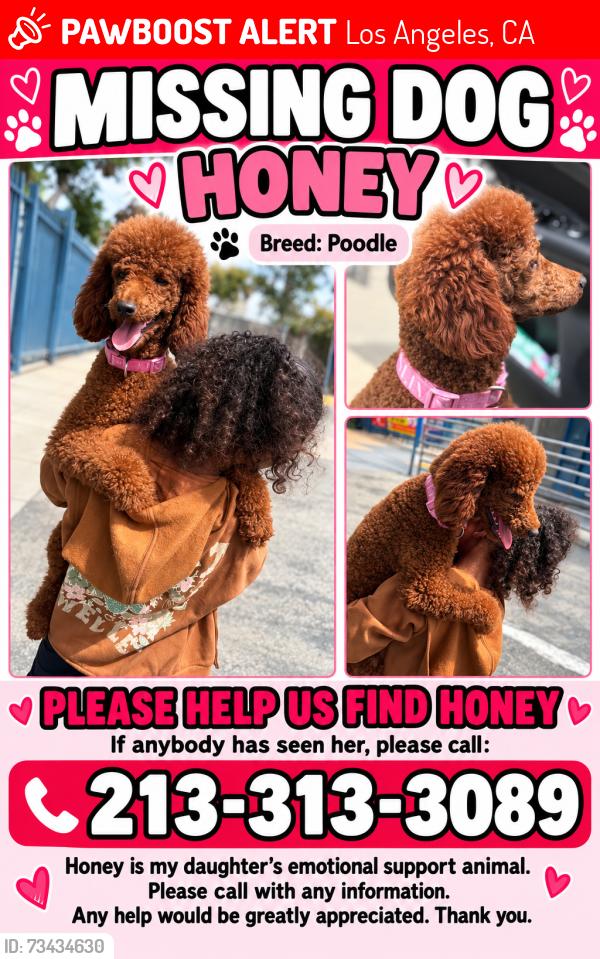 Lost Female Dog last seen Near bonsallo ave & hoover, Los Angeles, CA 90044