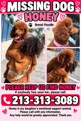 Lost Female Dog last seen Near bonsallo ave & hoover, Los Angeles, CA 90044