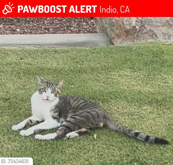 Lost Male Cat last seen Pirates Street, Indio, CA 92201