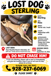 Lost Male Dog last seen 59th Avenue near Baseline, Phoenix, AZ 85339