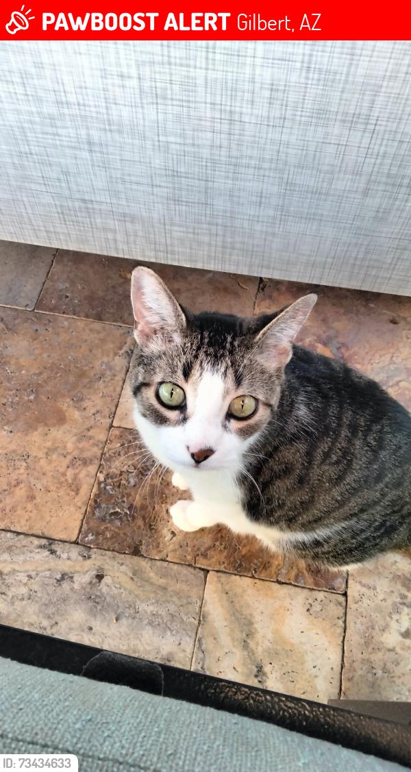 Lost Female Cat last seen Tamarisk and the dog park, Gilbert, AZ 85296
