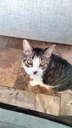Lost Female Cat last seen Tamarisk and the dog park, Gilbert, AZ 85296