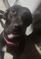 Lost Female Dog last seen Huffman tx, Huffman Heights, TX 77336
