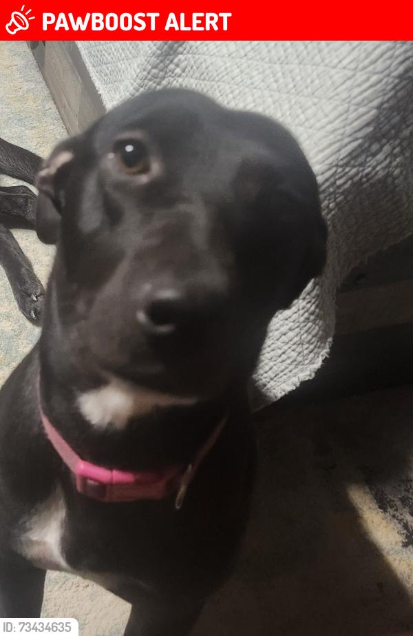 Lost Female Dog last seen Huffman tx, Huffman Heights, TX 77336