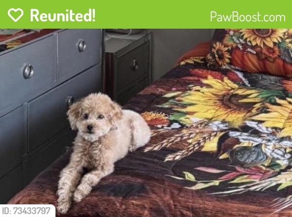 Reunited Male Dog last seen Woodside & Woodforest Drive, Foothill Farms, CA 95842